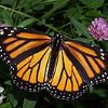 Betty Butterfly