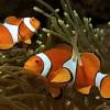 Nemo Clownfish