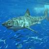 Steve Shark